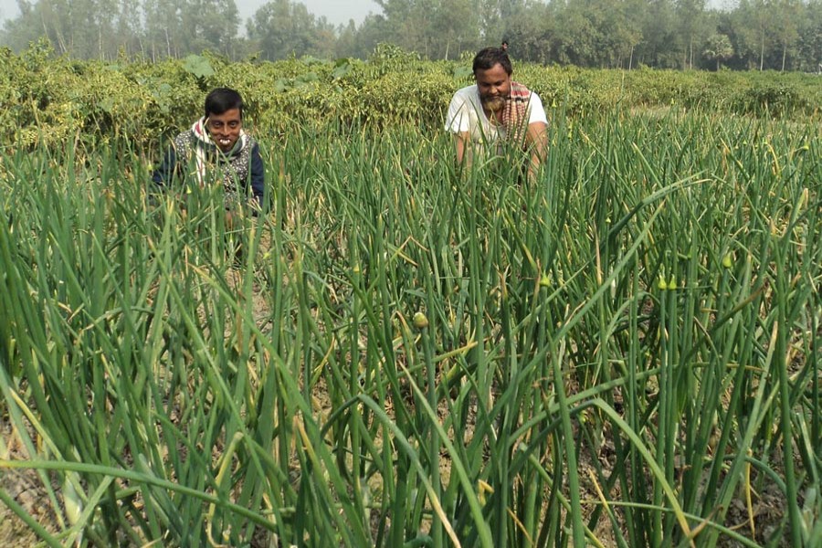 Farmers working at an onion field in Akkelpur upazila of Joypurhat district on Sunday — FE Photo