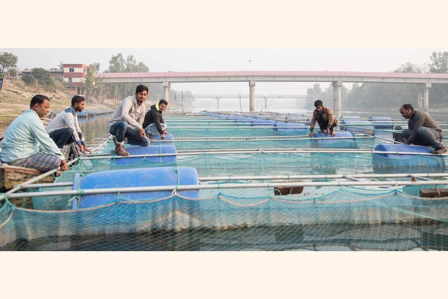 A view of a floating fish farm in Mohadevpur upazila of Naogaon district. The photo was taken on Tuesday — FE Photo