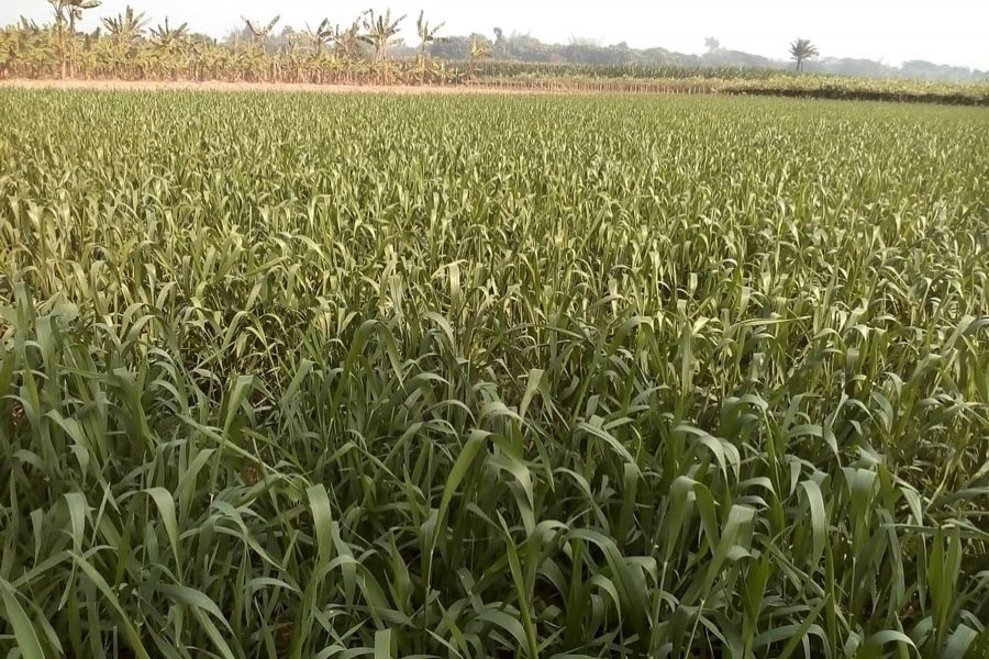 A maize field in Protappur village under Jhenidah Sadar — FE Photo