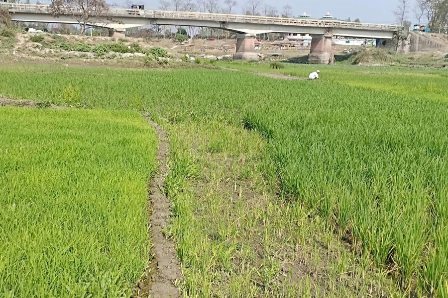 Farmers growing paddy on the dried up Ghaghot riverbed in Nisbetganj area under Rangpur Sadar — FE Photo