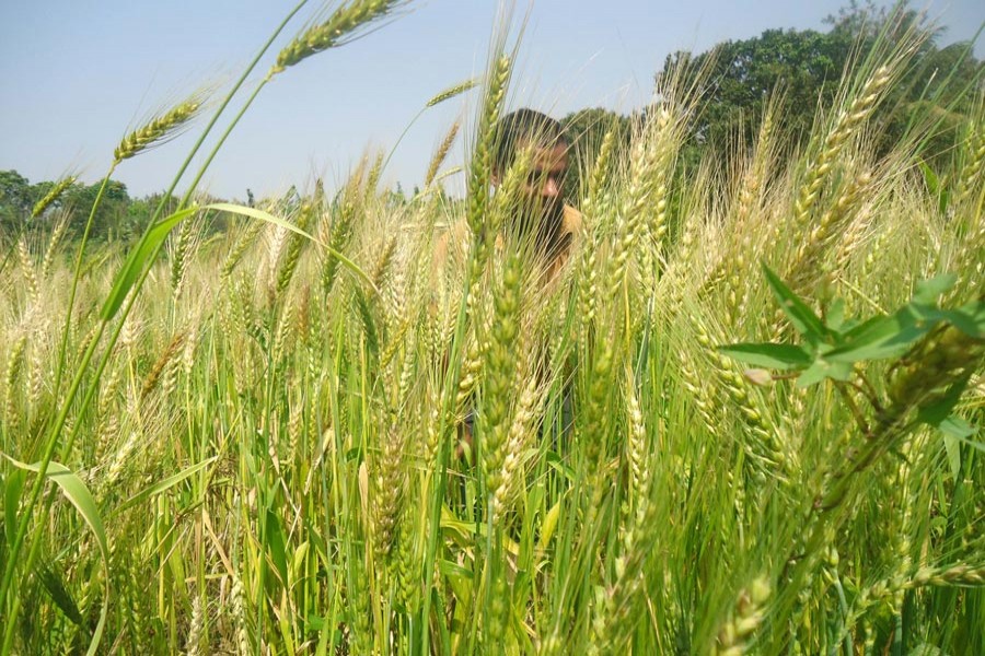 A view of a wheat field in Magura Sadar upazila. The photo was taken on Thursday — FE Photo
