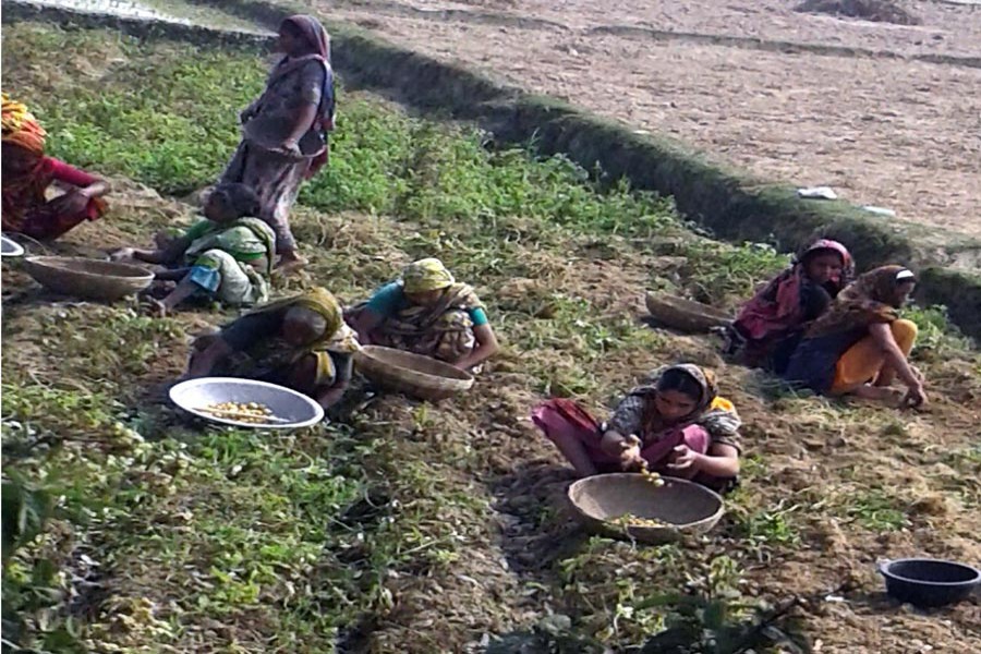 Female farm workers harvesting potato in a field in Tilokpara village under Mithapukur upazila of Rangpur district on Thursday — FE Photo