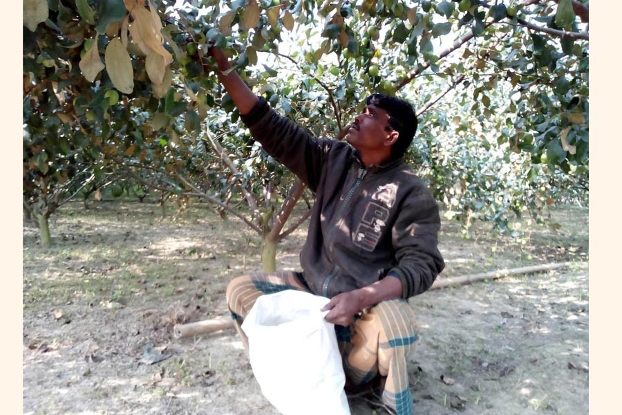 A cultivator collecting Baukul from his orchard in Khetlal upazila of Joypurhat on Sunday — FE Photo
