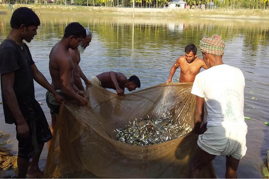 Farmers catching fishes from their fishing project using a net in Shibganj upazila of Bogura district on Saturday — FE Photo