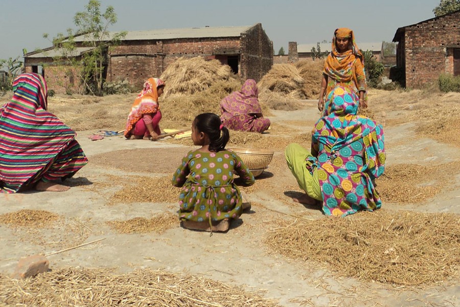 Female labourers separating lentil from plants at a mill under Dupchanchia upazila of Bogura district on Sunday — FE Photo