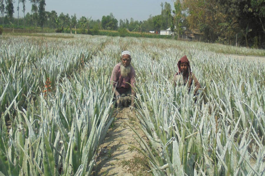 Farmers taking care of an aloe vera field in Maria village under Shajahanpur upazila of Bogura district on Saturday — FE Photo