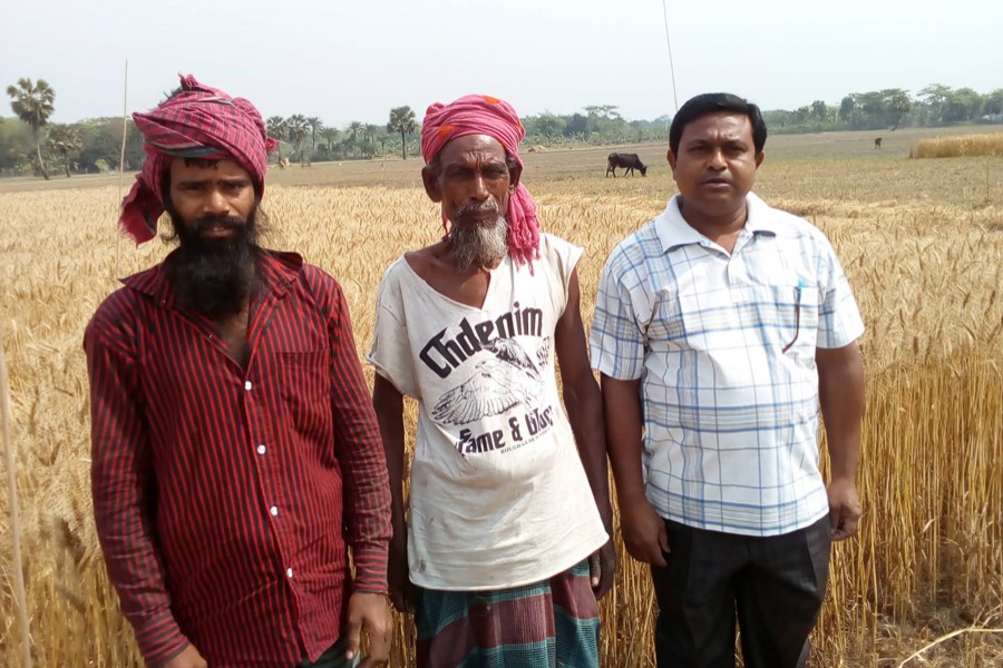 Two BARI Wheat-30 growers with a DAE official in front of a wheat field in Muksudpur upazila of Gopalganj on Tuesday — FE Photo
