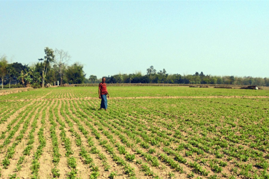 A view of a groundnut field in Tahirpur upazila of Sunamganj district — FE Photo