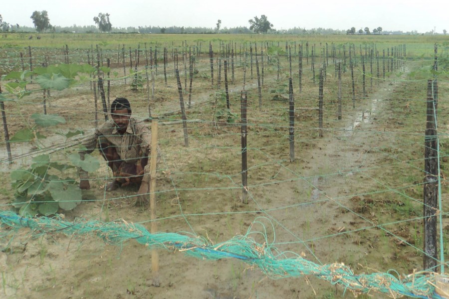 A farmer taking care of his bottle gourd field at Madhipukur village under Akkelpur upazila of Joypurhat on Sunday — FE Photo