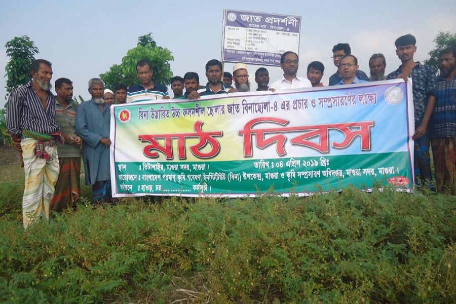 The field-day of BINA Gram-4 harvest in progress in Magura Sadar recently — FE Photo