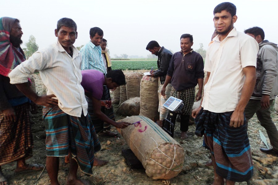 Farmers weighing newly-harvested potato before sending those to the wholesale market in Shibganj upazila of Bogura on Wednesday — FE Photo