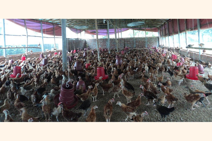 A partial view of a poultry farm in Joypurhat district — FE Photo