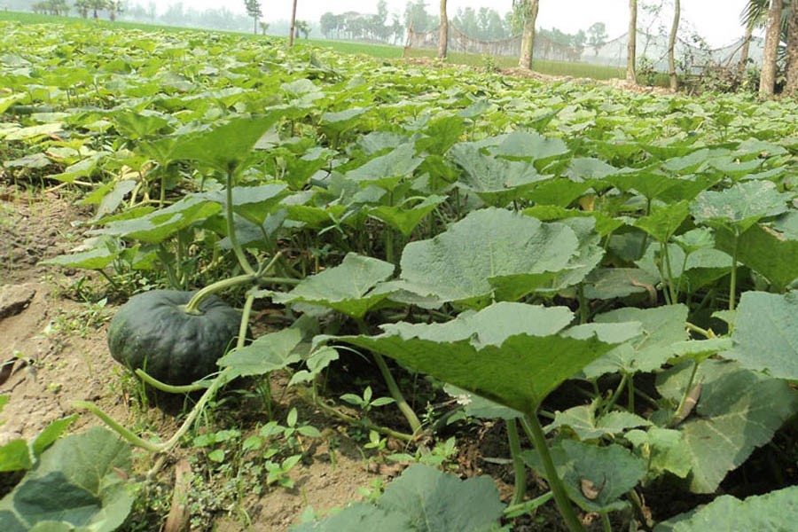 A partial view of a pumpkin field in Bogura — FE Photo