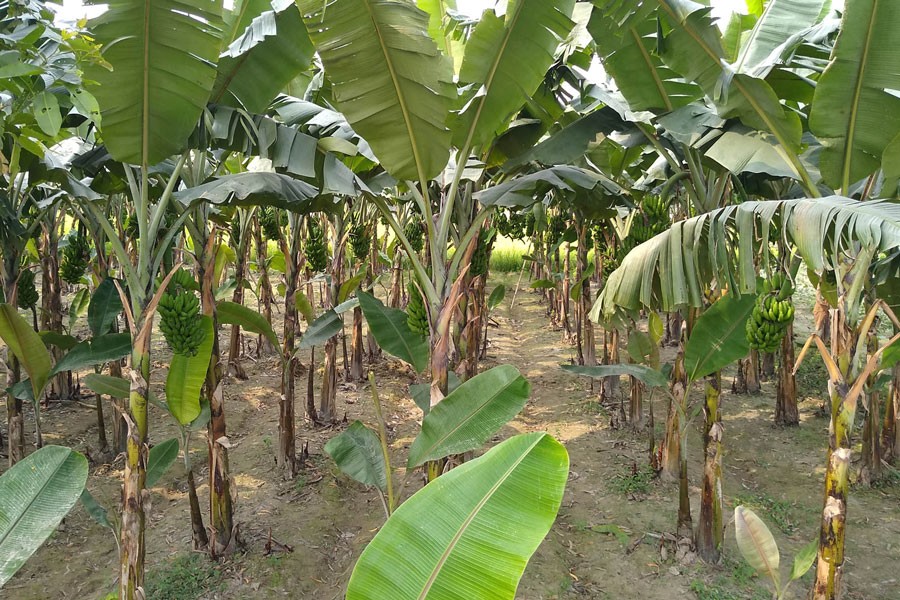 A partial view of a "Sabri" banana field at Jamalpur union of Akkelpur upazila in Joypurhat district — FE Photo