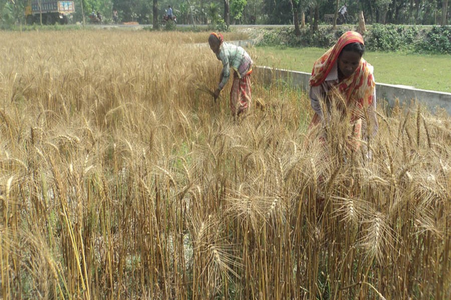 Cultivators harvesting wheat crop at a field in Joypurhat Sadar on Saturday — FE Photo