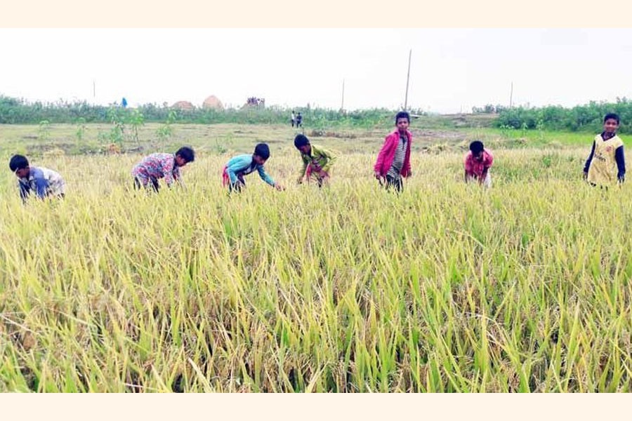 A group of school students harvesting Boro paddy in a village of Sunamganj district on Thursday — FE Photo