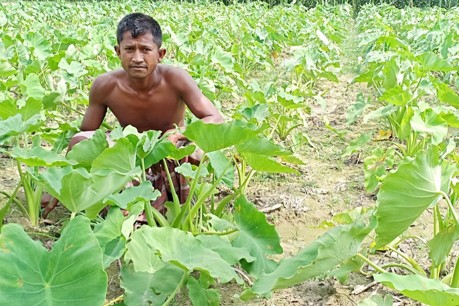 A farmer at his arum field in Chhilimpur village under Pirganj upazila of Rangpur on Monday — FE Photo