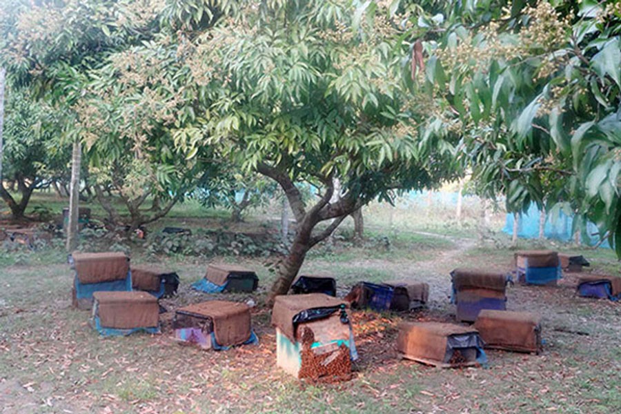 Bee boxes have been set up at a litchi orchard in the Chapila area under Gurudaspur upazila of Natore district — FE Photo