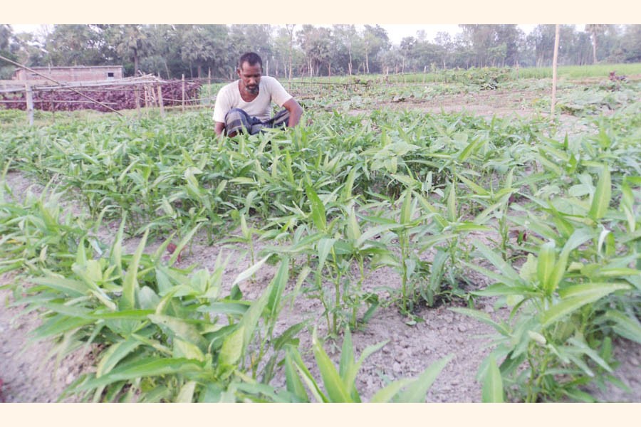 A farmer taking care of his water spinach filed in Ambaria village under Adamdighi upazila of Bogura district on Wednesday — FE Photo