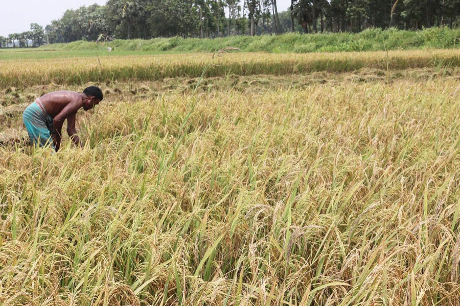 A Boro farmer harvesting his produce in Feni on Monday — Focus Bangla Photo