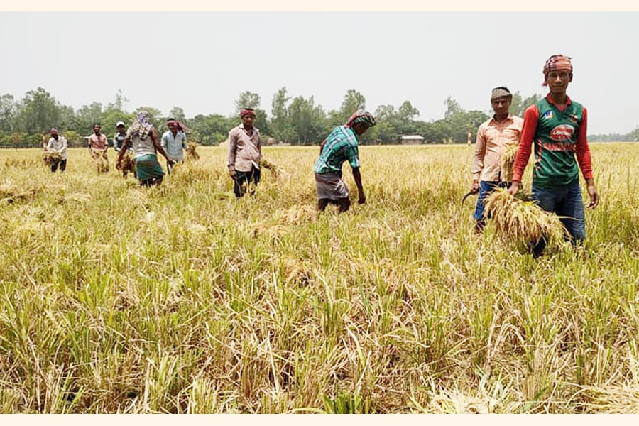 A group of farmers are harvesting Boro paddy at a village of Bogura on Tuesday — FE Photo