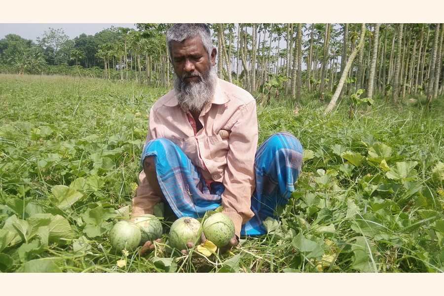 A nalim grower showing his produce at a field in Norihati village under Magura Sadar on Tuesday — FE Photo