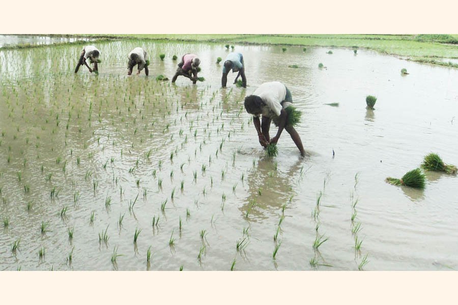 Farm labourers planting Aus seedlings on a field at a Bogura village on Wednesday — FE Photo