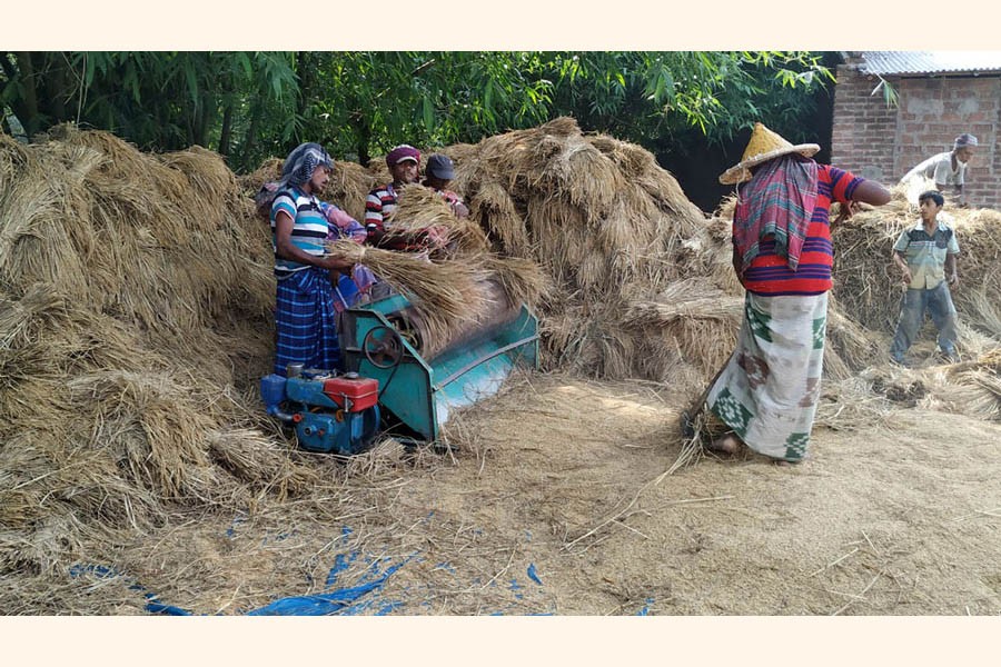 Farm workers passing busy time threshing the newly-harvested Boro paddy at Palsha village under Chapainawabganj on Thursday — Focus Bangla Photo