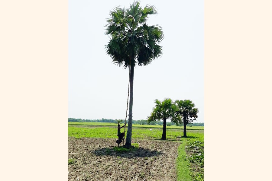 A palm juice extractor preparing to climb on a palm tree for extracting its juice at Char Ghaga under Jalalabad union in Gopalganj Sadar on Sunday — FE Photo