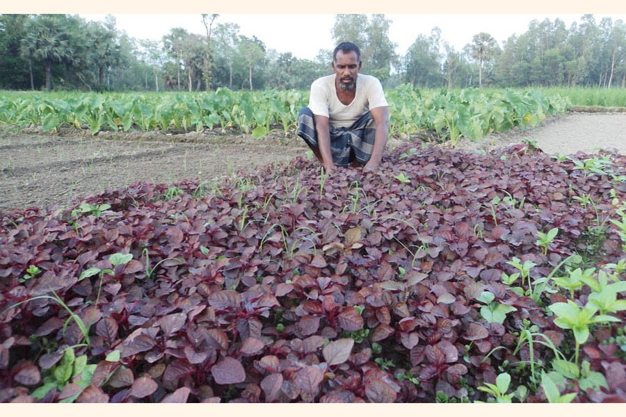 A farmer taking care of his red spinach field under Natore Sadar upazila on Tuesday — FE Photo