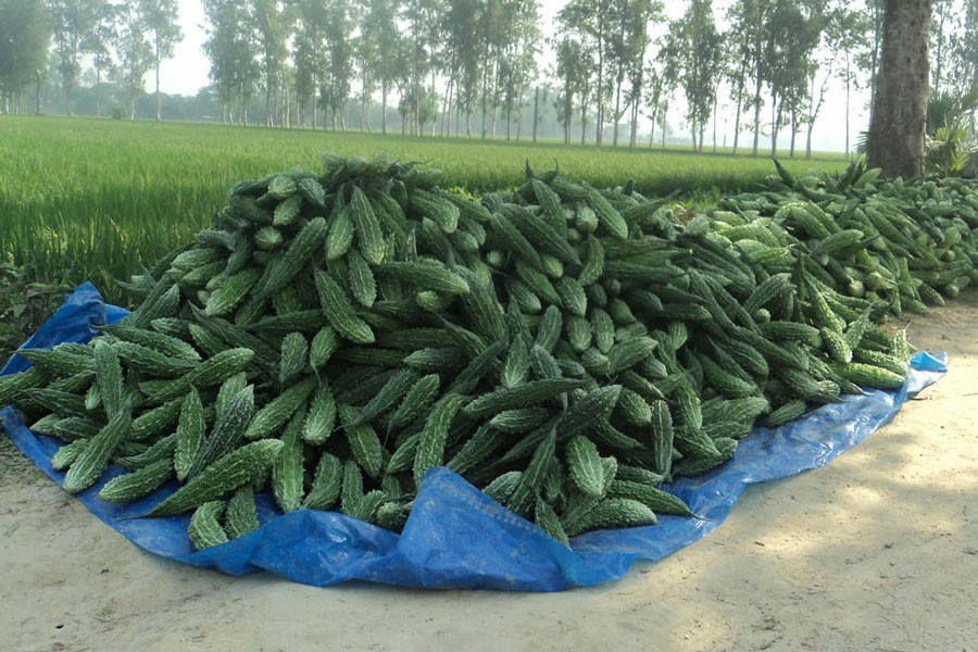 Newly-harvested bitter-gourds have been piled up in Shibganj upazila of Bogura district — FE Photo