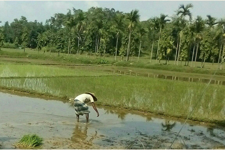 An elderly farmer in Golapganj upazila of Sylhet transplanting Aus paddy seedling on a piece of land on Monday — FE Photo