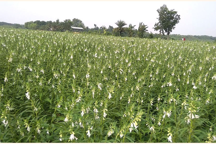 A view of a sesame field at Shibrampur under Magura Sadar. The photo was taken on Monday — FE Photo