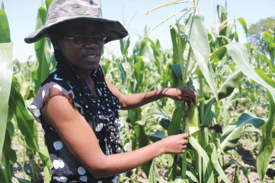 Financial inclusion services can help boost the productivity of smallholder farmers in Africa. Pictured here is maize farmer Senamiso Ndlovu, from Nyamandlovu District, Zimbabwe. —Photo: Busani Bafana/IPS