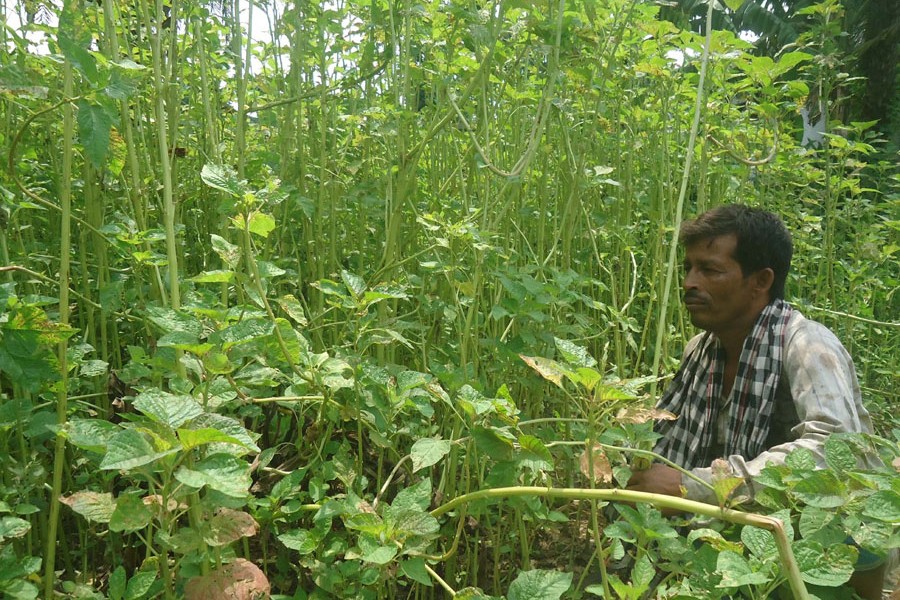 A farmer harvesting stick spinach at his field at Nalidanga village under Magura Sadar on Tuesday — FE Photo