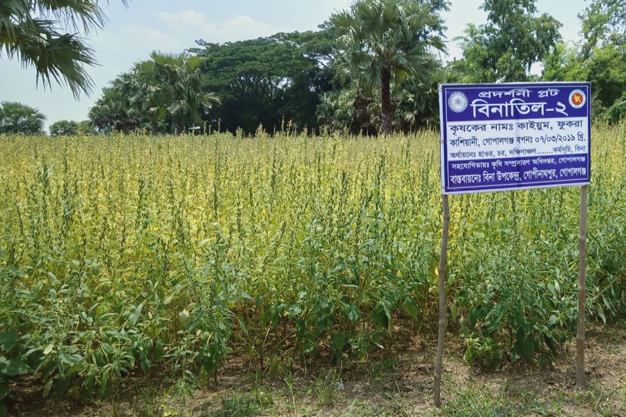A view of a demonstration plot of BINA Til-2 sesame at Fukra under Kasiani upazila in Gopalganj. The photo was taken on Wednesday. — FE Photo