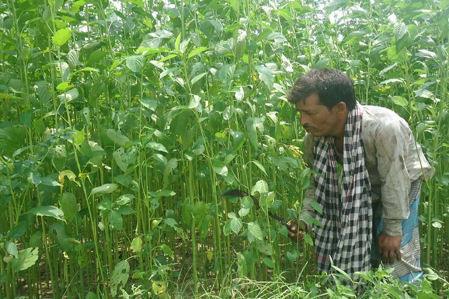 A farmer weeding his jute field in Nalidanga village under Magura Sadar on Saturday — FE Photo