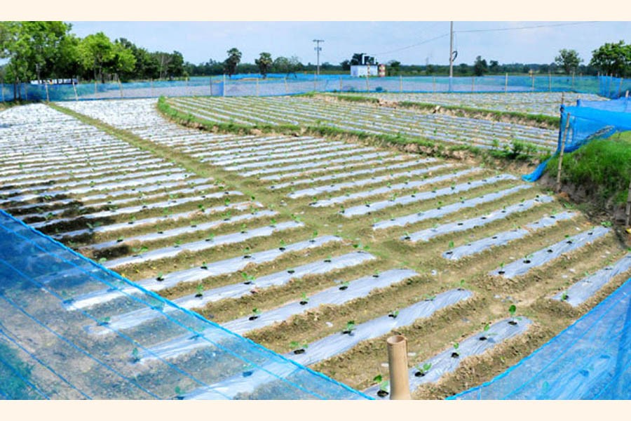 A view of a brinjal field in Godagari upazila of Rajshahi district where growers are using polythene sheets to save the plants from excessive rain water — FE Photo