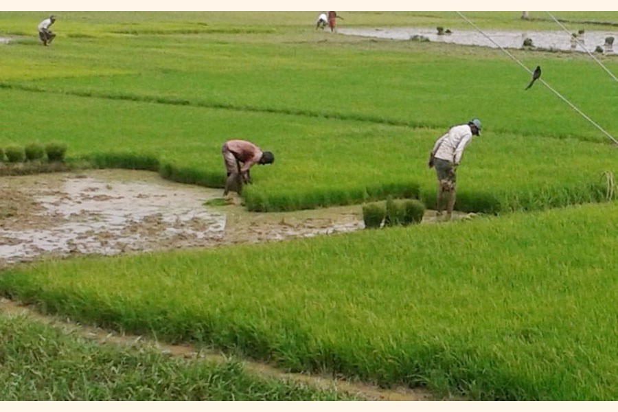 Farmers collecting T-Aman seedlings from seedbeds at a field in Golapganj upazila of Sylhet district on Tuesday — FE Photo