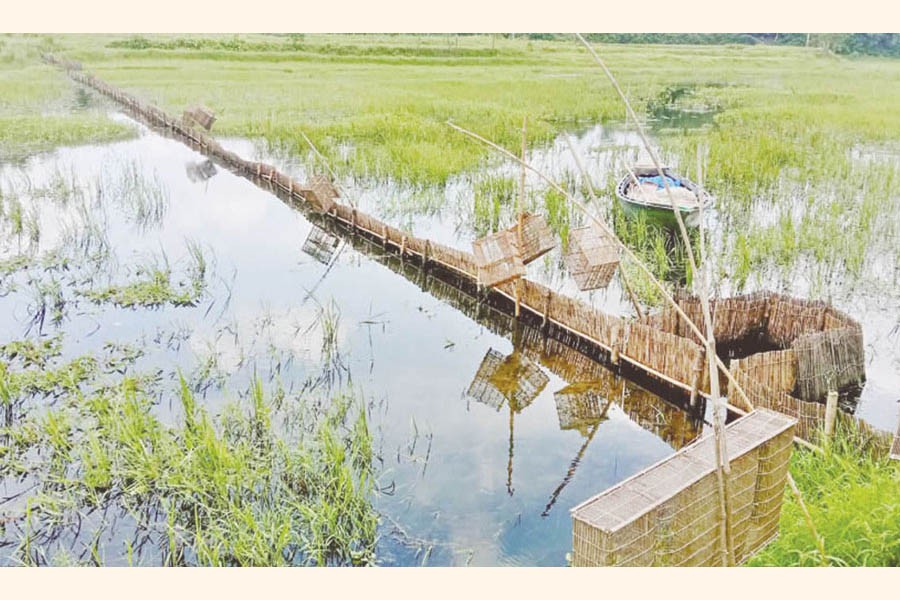 Bamboo fence has been erected crosswise in a portion of the Ichhamoti river under Dhunot upazila of Bogura district — FE Photo