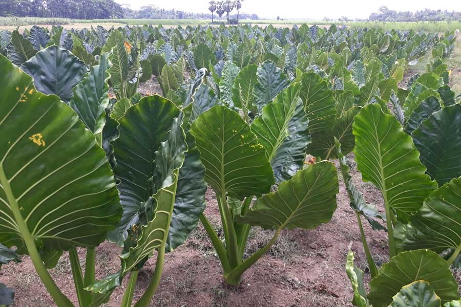 A partial view of an arum field at Charghaga of Jalalabad union under Gopalganj Sadar upazila — FE Photo