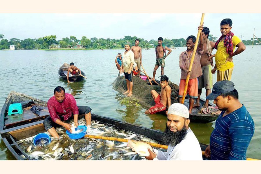 Farmers netting fish from a water body in Daudkandi upazila of Cumilla to sell those in the market — FE Photo