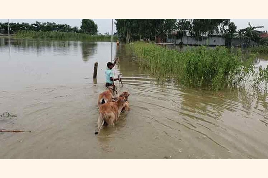 A cattle rearer in the flood-affected Char Dhusmara village under Kawnia upazila in Rangpur district shifting his cattle head to a high land on Sunday — FE Photo