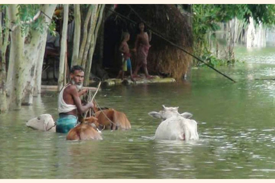 A farmer wading through flood water with his cattle head to find a safer place in Sariakandi upazila of Bogura district on Monday — FE Photo
