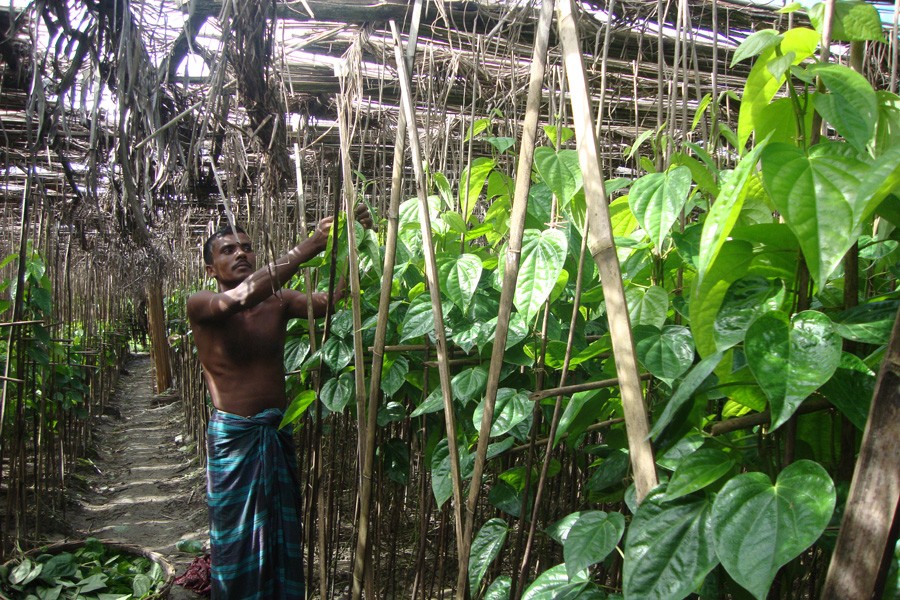 A betel leaf farmer harvesting produce in his field at Charvatpara under Kashiani upazila of Gopalganj district on Wednesday — FE Photo