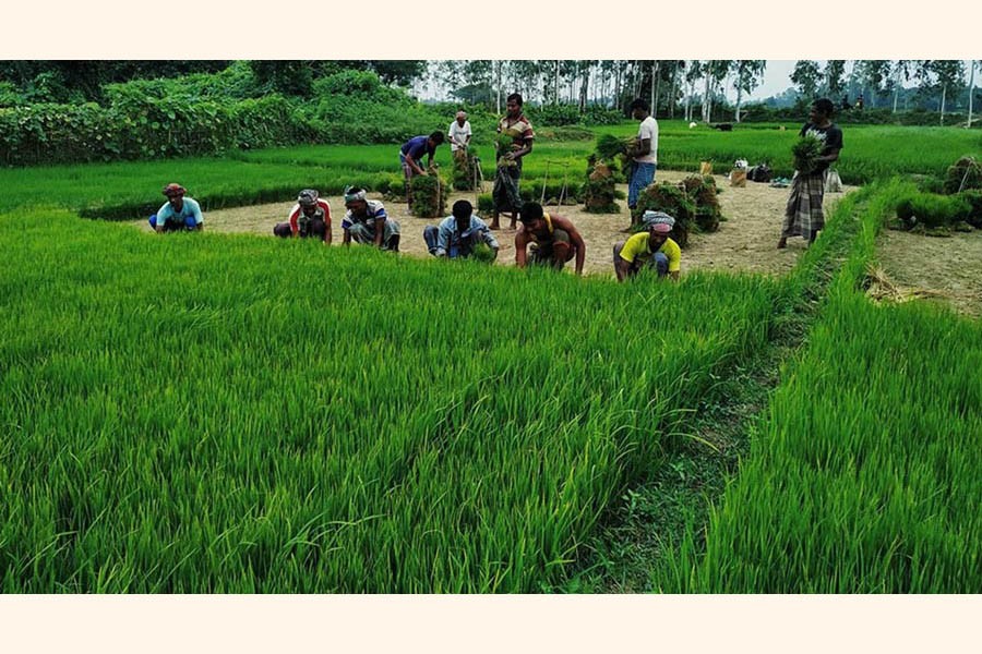 Farm labourers collecting T-Aman paddy seedlings from a plot of seedbed in Mohadevpur upazila of Naogaon on Tuesday — FE Photo