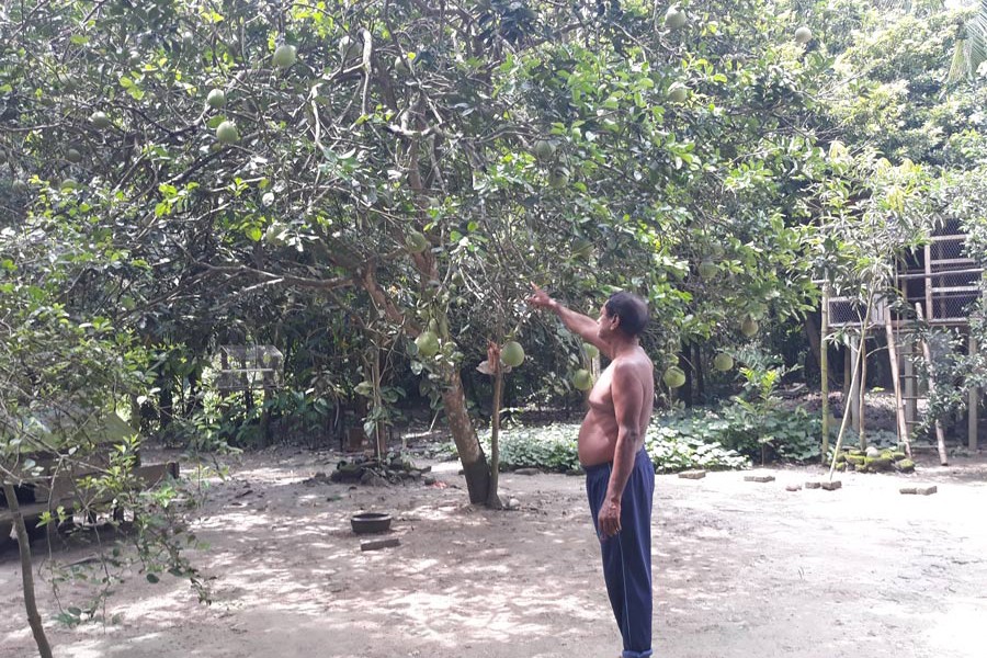A grower showing his pomelo trees at his homestead orchard at Chapail under Gopalganj Sadar upazila on Wednesday — FE Photo