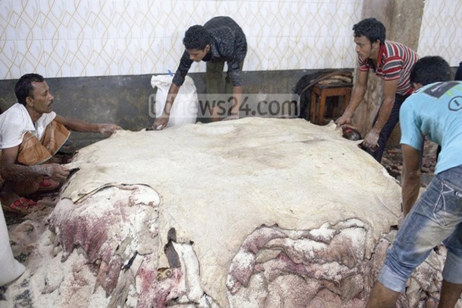 Salting of raw hides. —Photo: bdnews24.com
