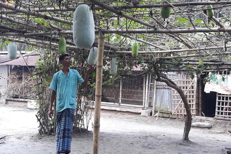 A farmer showing wax gourd growing at his homestead at Kacharibari under Gopalganj Sadar on Monday — FE Photo