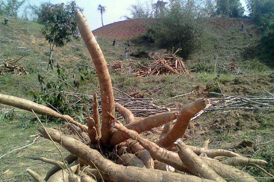 A view of newly-harvested cassava grown in the hilly area of Lalmai in Cumilla — FE Photo